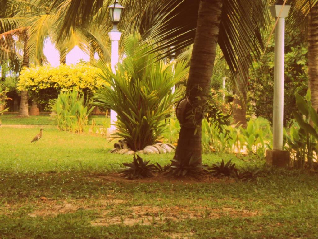 Hotel Lagoon Paradise Negombo Exteriér fotografie